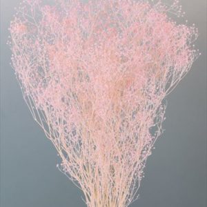 ソフトミニカスミ草・ナチュレ　ホワイトピンク