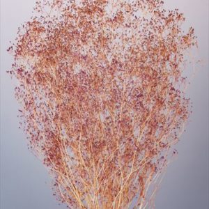 ソフトミニカスミ草・ナチュレ　イエローピンク