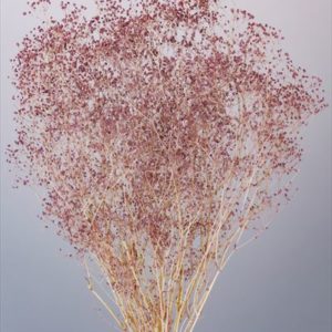 ソフトミニカスミ草・ナチュレ　ミントピンク