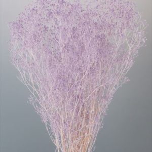 ソフトミニカスミ草・ナチュレ　ホワイトパープル