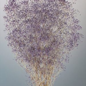 ソフトミニカスミ草・ナチュレ　ミントパープル