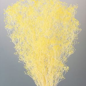 ソフトミニカスミ草・ナチュレ　ホワイトイエロー