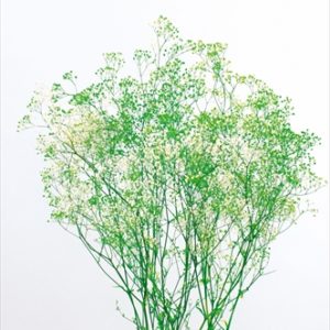 ミニカスミ草・フラワーベール　白／グリーン