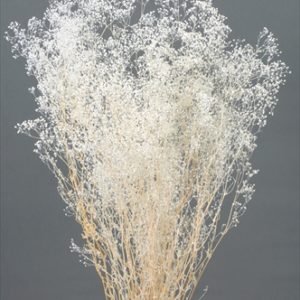 ソフトミニカスミ草　大束　白