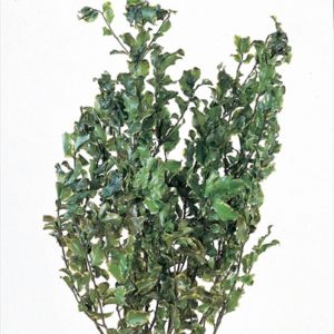 ピトスポラム　グリーン