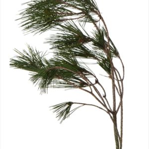 赤松　グリーン