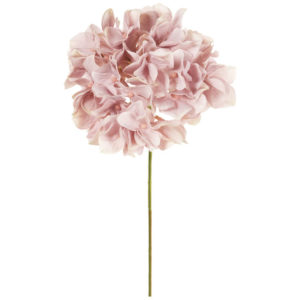 FM025048　042 アリスハイドレンジア ＃４２　ＭＡＵＶＥ