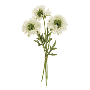 フリンジスカビオサ ＃１　　ＷＨＩＴＥ