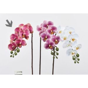 Ａ－３３９６２　コチョウラン×７ #026 ﾌｯｼｬ