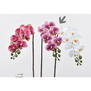 Ａ－３３９６２　コチョウラン×７ #045 ｵ-ｷｯﾄﾞ