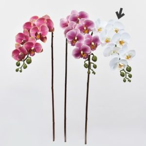 Ａ－３３９６２　コチョウラン×７ #052 ﾎﾜｲﾄｸﾞﾘ-ﾝ