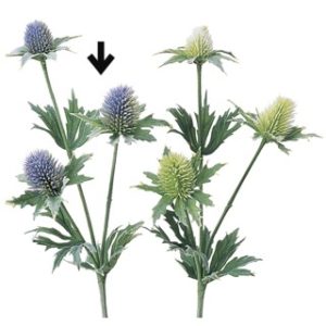 Ａ－３６０３６　エリンジウム（ア #006 ﾗﾍﾞﾝﾀﾞ-