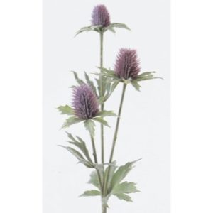 Ａ－３６０３６　エリンジウム（ #007 ﾊﾟ-ﾌﾟﾙ