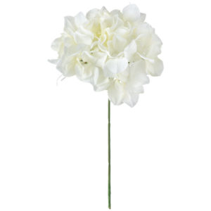 FM025048　001 アリスハイドレンジア ＃１　　ＣＲ／ＷＨ