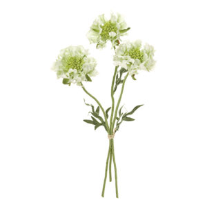 フリンジスカビオサ ＃２３　ＣＲ／ＧＲ