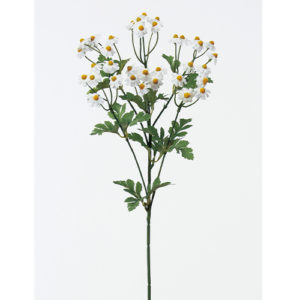 Ａ－３２４００　マトリカリア×３ #001 ﾎﾜｲﾄ