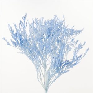 タタリカ　ベビーブルー