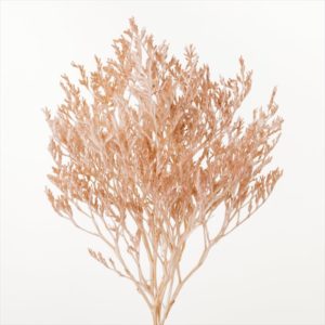 タタリカ　ピンクベージュ