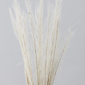 ピーコックグラス　オフホワイト