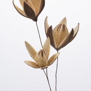 リリーフラワー　Ｎ