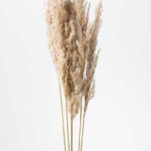 プルームリード　Ｎ