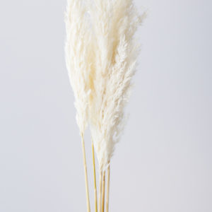 プルームリード　白