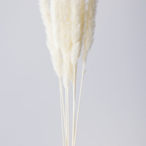 テールリード　白