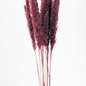 テールリード　ワインレッド