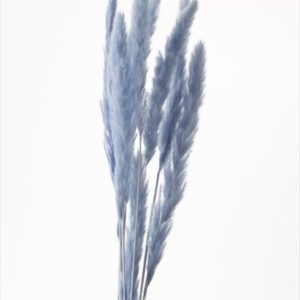 テールリード　ウォーターブルー