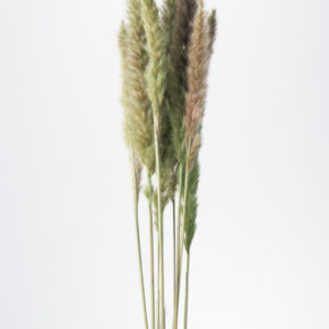 テールリード　グリーン