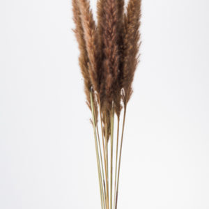 テールリード　ブラウン