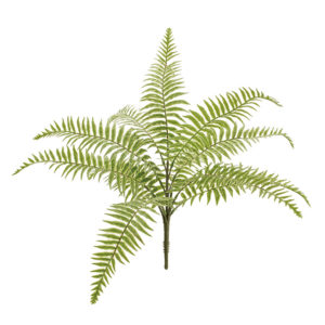 ライムボストンファーンブッシュ ＬＩ．ＧＲ