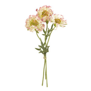 フリンジスカビオサ ＃４８　ＣＲ／ＭＶ