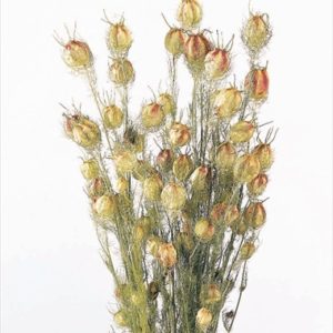 フーセンポピー　ＮＧ（Ｎ）