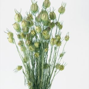 フーセンポピー　フレッシュグリーン