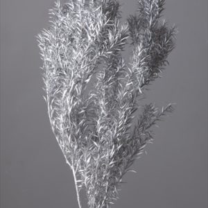 ティーツリー（メラレウカ）　シルバー