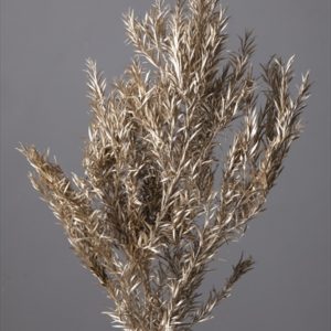 ティーツリー（メラレウカ）　プラチナ