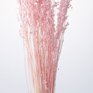 ブリザ・メディア　ピンク