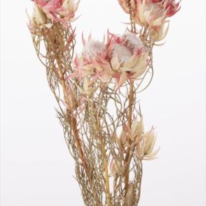 ブラッシングブライド　Ｎ