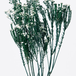 フレンチフィリカ　白