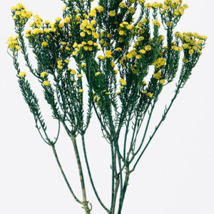 フレンチフィリカ　イエロー