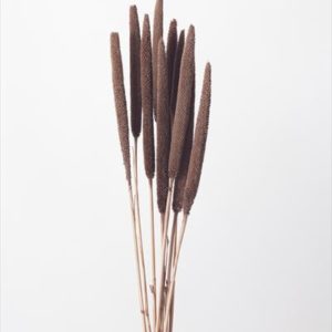 ババラ・小　ブラウン