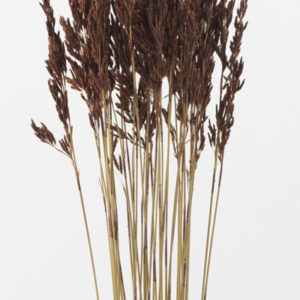 タッセルリード　Ｎ