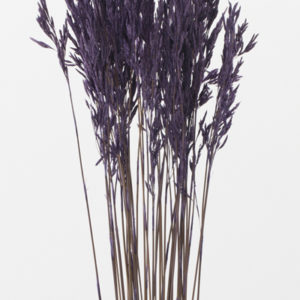 タッセルリード　グレープ