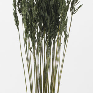 タッセルリード　グリーン