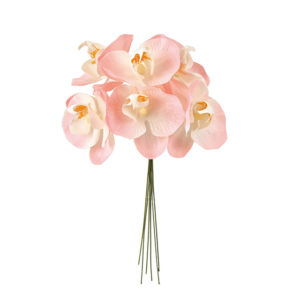 プティファレノピック ＃２　　ＰＩＮＫ