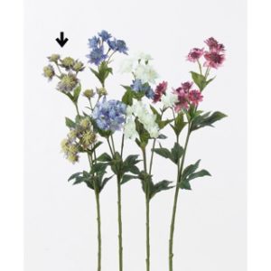 Ａ－３２６７７　アストランティア #007 ﾊﾟ-ﾌﾟﾙ