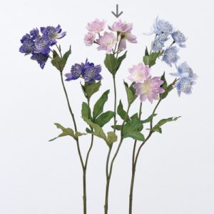 Ａ－３３２０８　アストランティア #016 ﾗｲﾄﾗﾍﾞﾝﾀﾞｰ