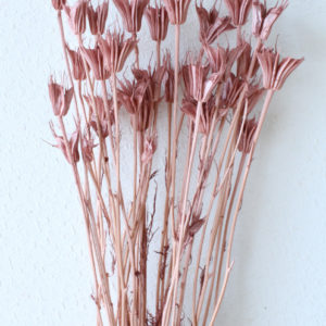 ニゲラオリエンタリス　モーブピンク