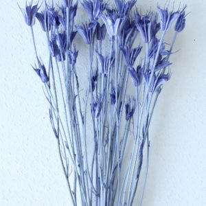 ニゲラオリエンタリス　コバルトブルー